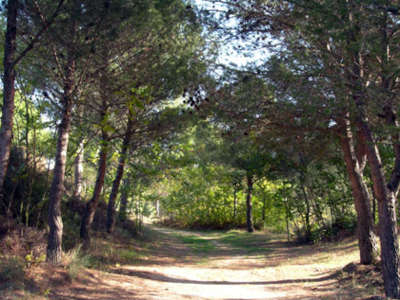 ruta pinares de la barrosa chiclana